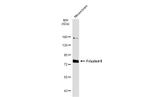 FZD8 Antibody in Western Blot (WB)