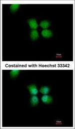 ORC4 Polyclonal Antibody