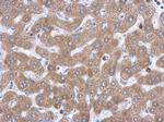 TBPL1 Antibody in Immunohistochemistry (Paraffin) (IHC (P))