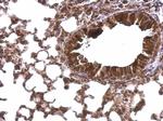 TBPL1 Antibody in Immunohistochemistry (Paraffin) (IHC (P))