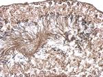 TBPL1 Antibody in Immunohistochemistry (Paraffin) (IHC (P))