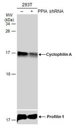 Cyclophilin A Antibody in Western Blot (WB)