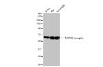 HTR1A Antibody in Western Blot (WB)