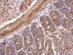 HTR1A Antibody in Immunohistochemistry (Paraffin) (IHC (P))