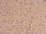 HTR1A Antibody in Immunohistochemistry (Paraffin) (IHC (P))