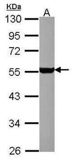 HTR1A Antibody in Western Blot (WB)