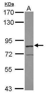 RASGRP3 Antibody in Western Blot (WB)