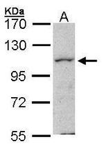 HPK1 Antibody in Western Blot (WB)