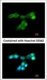 DUSP10 Polyclonal Antibody