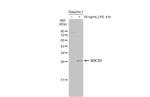SOCS3 Antibody in Western Blot (WB)
