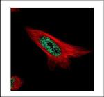 MAML1 Polyclonal Antibody