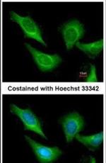 14-3-3 beta Antibody in Immunocytochemistry (ICC/IF)