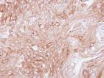 14-3-3 beta Antibody in Immunohistochemistry (Paraffin) (IHC (P))