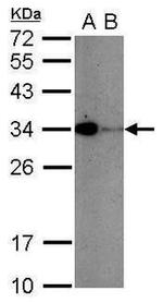 CD279 (PD-1) Antibody in Western Blot (WB)