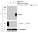PD-L1 Antibody in Western Blot (WB)