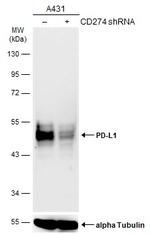 PD-L1 Antibody in Western Blot (WB)