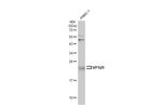 VPS29 Polyclonal Antibody