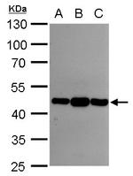 Asporin Antibody in Western Blot (WB)