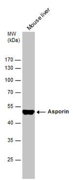 Asporin Antibody in Western Blot (WB)