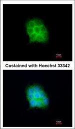 Amisyn Polyclonal Antibody