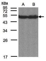CREB3L1 Polyclonal Antibody