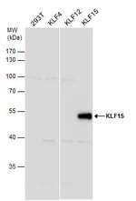 KLF15 Polyclonal Antibody
