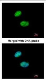 ILF1 Polyclonal Antibody