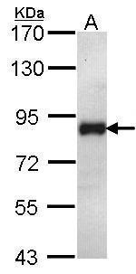ILF1 Antibody in Western Blot (WB)