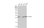CLIC4 Antibody in Western Blot (WB)