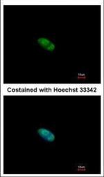 ZNF148 Polyclonal Antibody