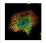 PSMA4 Polyclonal Antibody