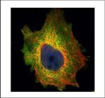 PDCD4 Antibody in Immunocytochemistry (ICC/IF)