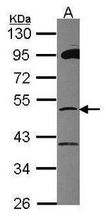 ZNF38 Antibody in Western Blot (WB)