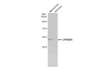 CYP26B1 Polyclonal Antibody