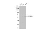 CYP26A1 Polyclonal Antibody