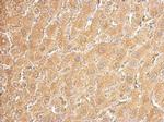 UGDH Antibody in Immunohistochemistry (Paraffin) (IHC (P))