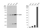 UGDH Antibody in Western Blot (WB)