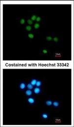 TULP3 Polyclonal Antibody