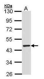 TULP3 Antibody in Western Blot (WB)