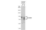 SLC20A1 Antibody in Western Blot (WB)