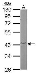 HDAC8 Antibody in Western Blot (WB)
