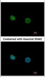 NR2C2 Polyclonal Antibody