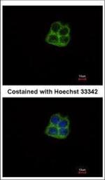 POLRMT Polyclonal Antibody