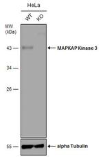 MAPKAPK3 Antibody in Western Blot (WB)