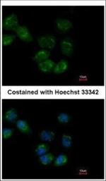 HSP701L Polyclonal Antibody