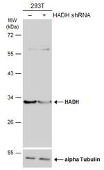 HADH Antibody in Western Blot (WB)