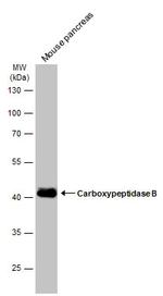 Carboxypeptidase B1 Polyclonal Antibody