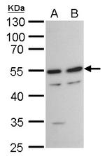 TAF7 Polyclonal Antibody