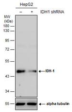 IDH1 Antibody in Western Blot (WB)