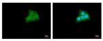 CDK20 Antibody in Immunocytochemistry (ICC/IF)